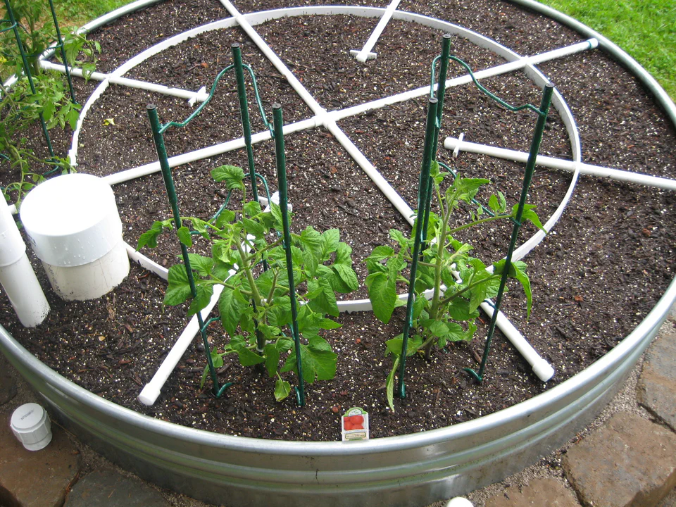 Top down: tomatoes caged and in, the PVC surface grid for layout using a hybrid square-foot garden approach, fill riser and overflow standpipe at the edge.