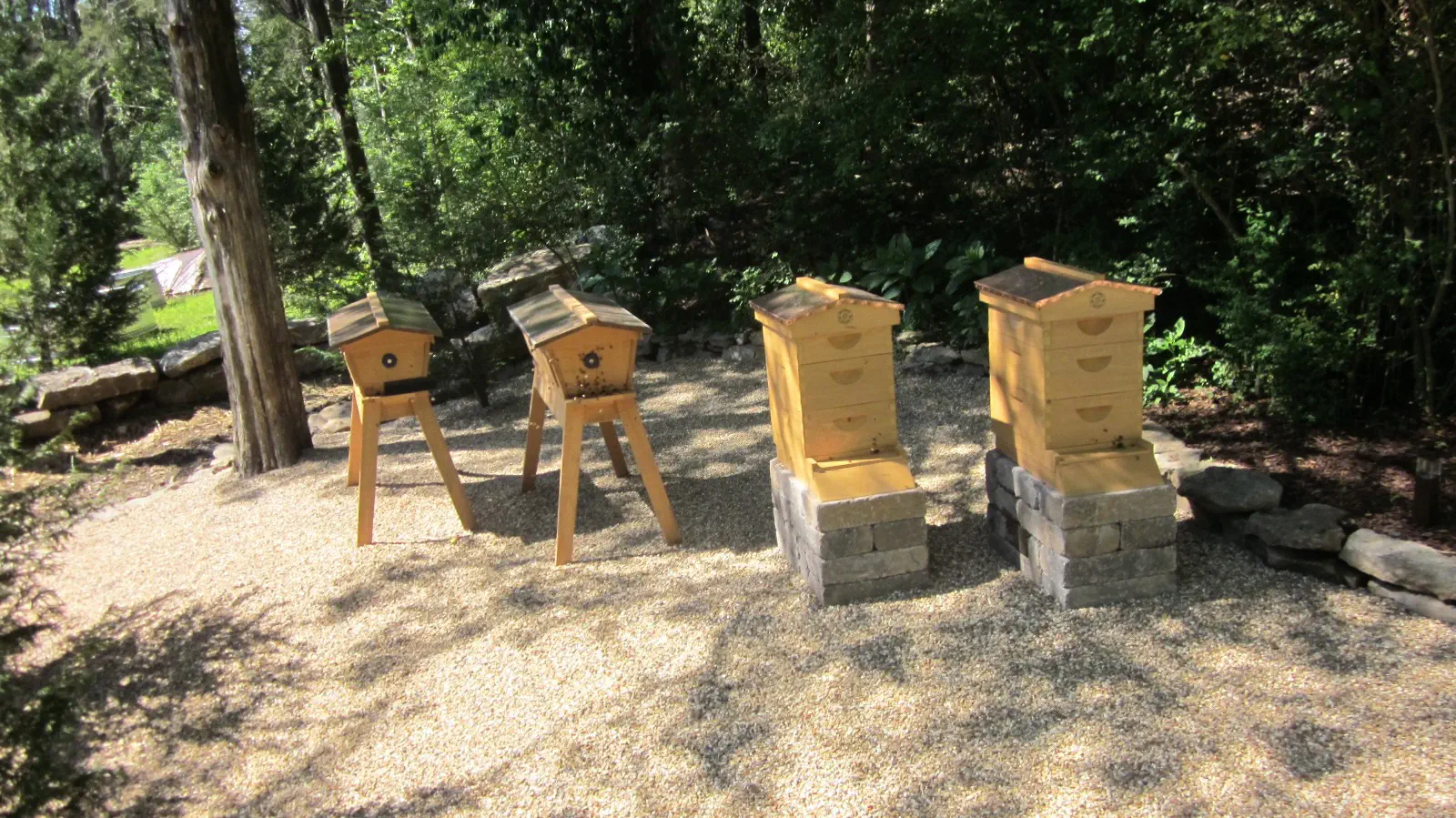 Two beehives in the back corner of a yard.