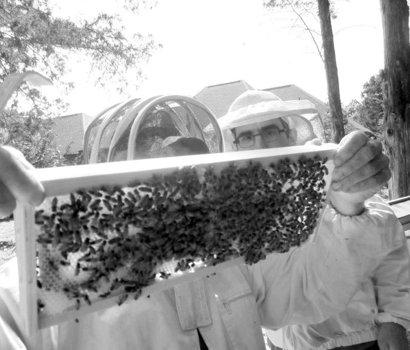 Michael tending hives — beekeeping in black and white.